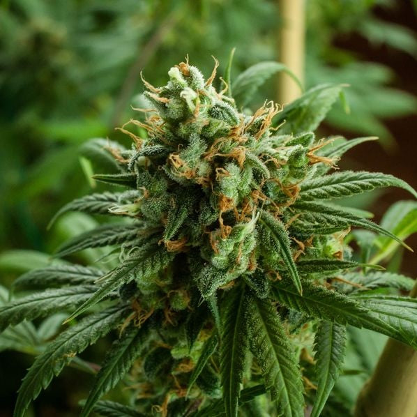 Le développement de la production de CBD se poursuit