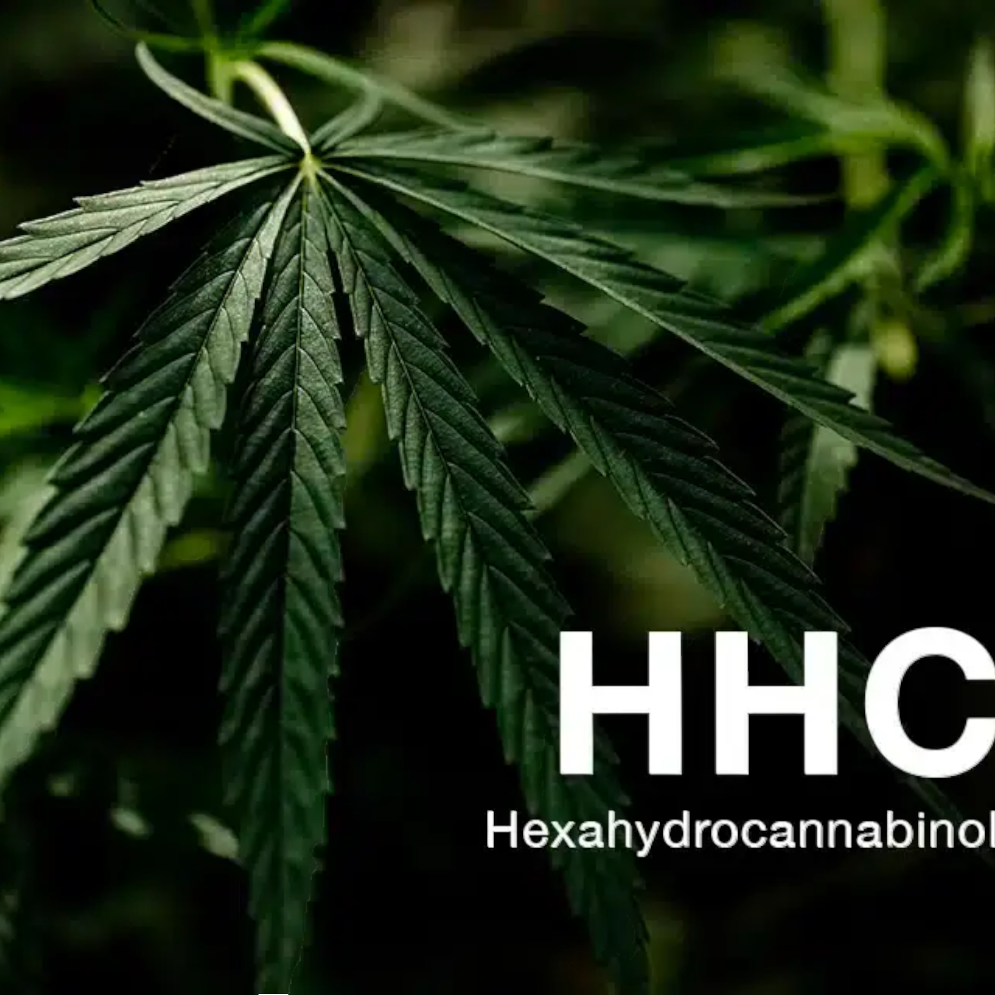 Interdiction du HHC : Quels sont les dangers pour ta santé?